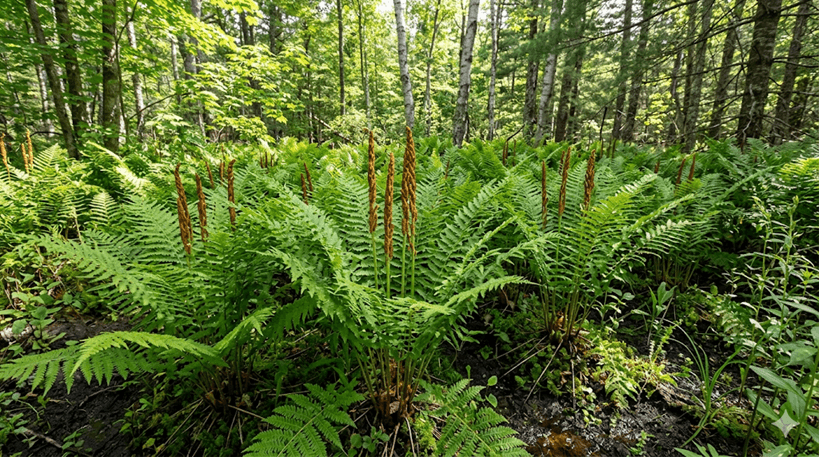 Cinnamon Fern